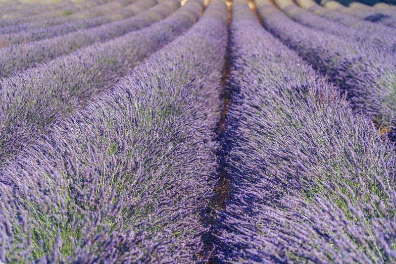 Mystical Lavender